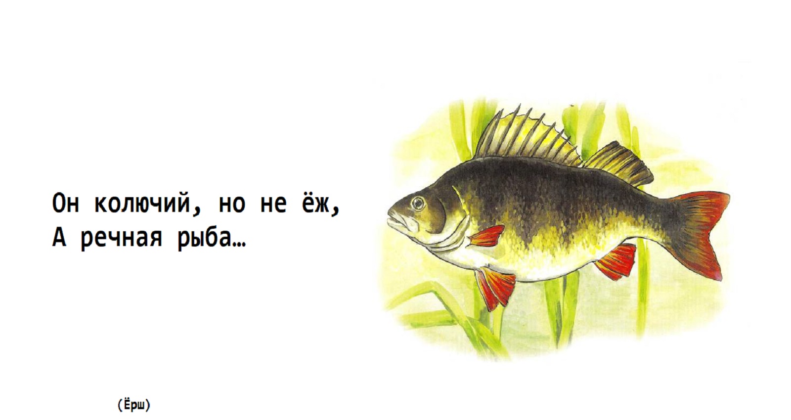 Загадка про рыбу Ерш