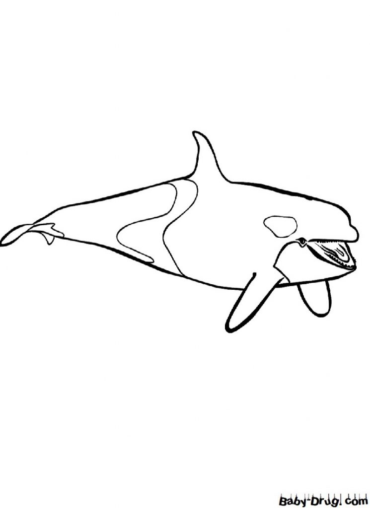 Раскраска Дельфин-касатка для детей | Распечатать раскраску