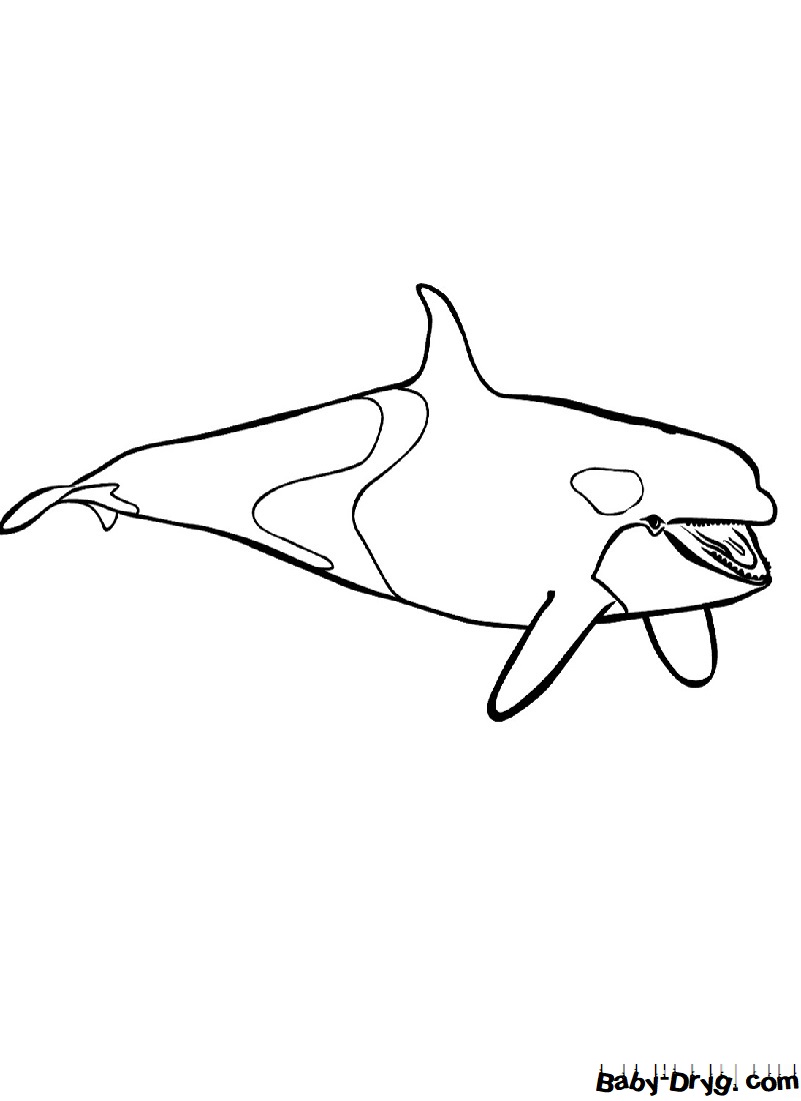 Раскраска Дельфин-касатка для детей | Распечатать раскраску