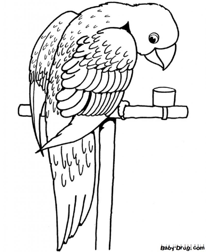 Раскраска Домашний попугай для детей | Распечатать раскраску