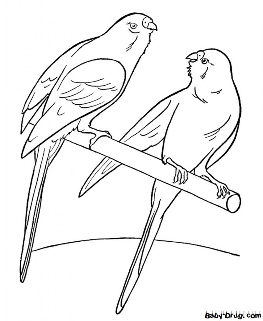 Раскраска Два попугая для детей | Распечатать раскраску