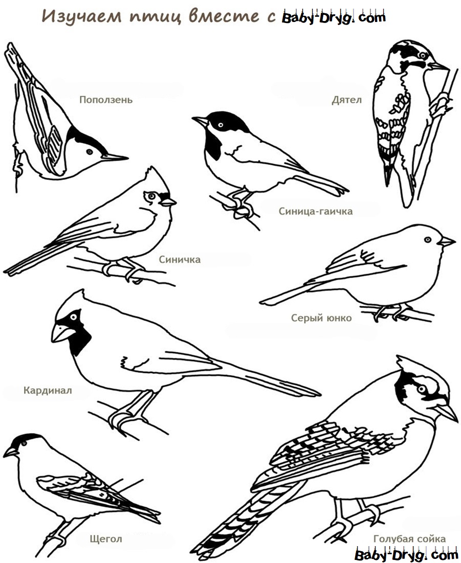 Раскраска Энциклопедия птиц для детей | Распечатать раскраску