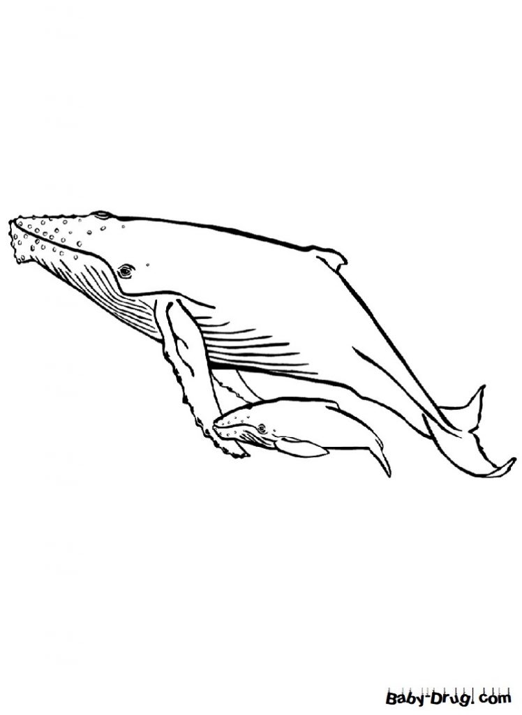 Раскраска Горбатый кит для детей | Распечатать раскраску