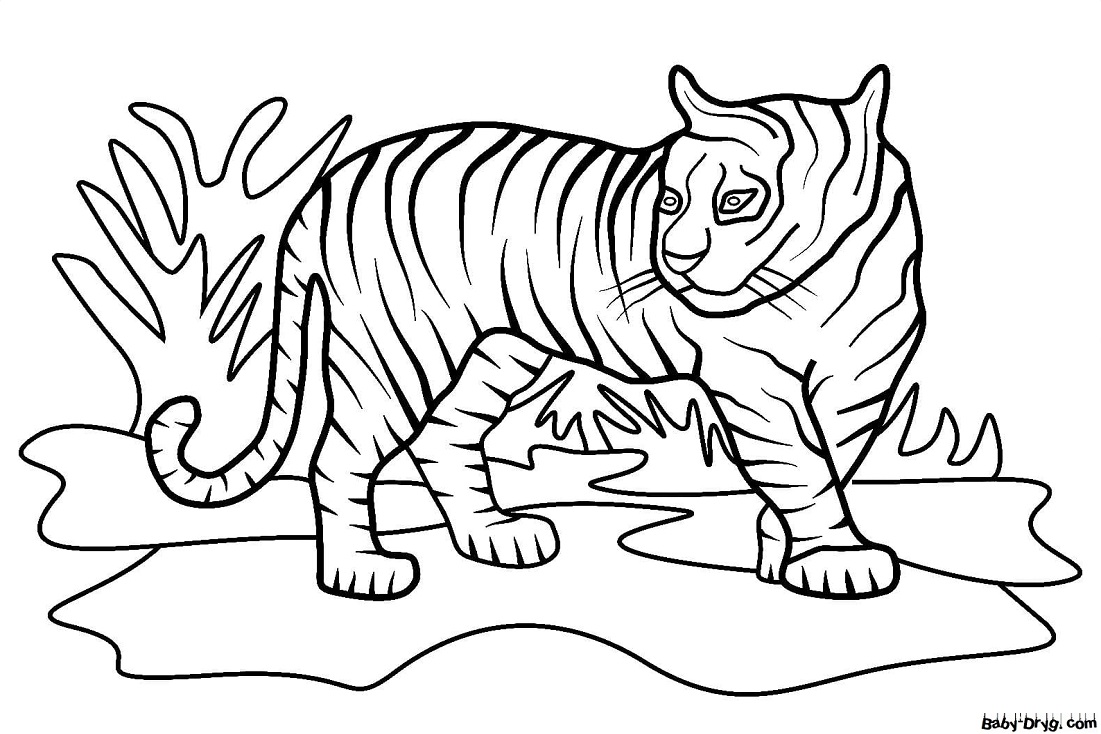 Раскраска Тигр на природе гуляет | Новогодние раскраски распечатать